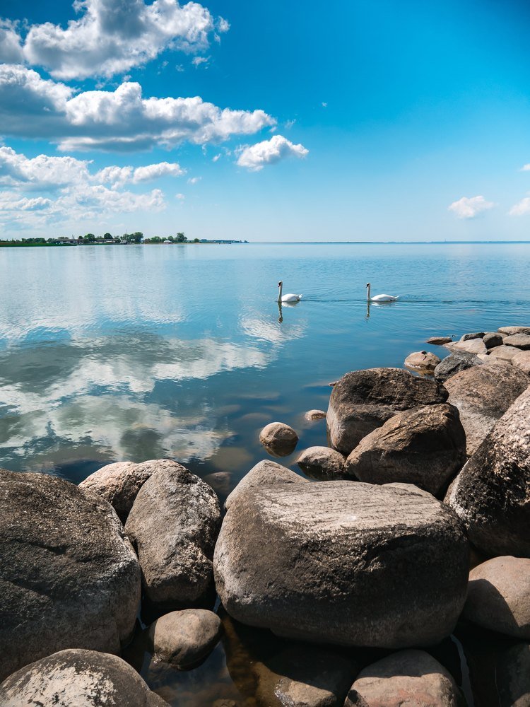 Балтийские лебеди