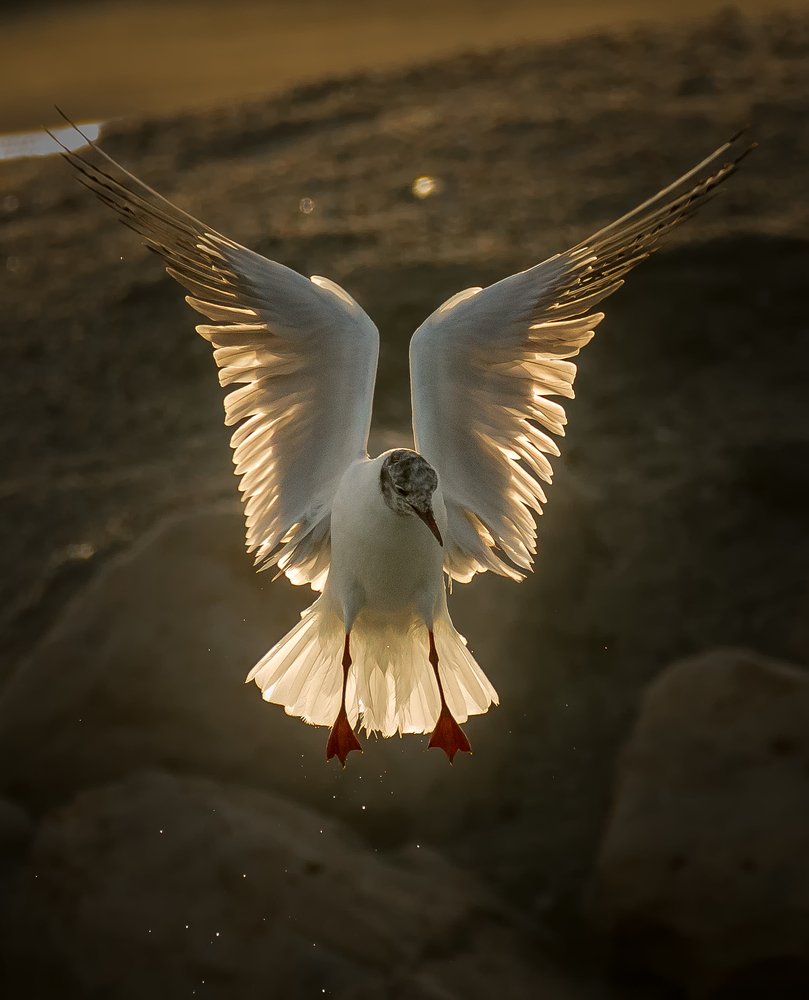 Photograph by Kaushik Vijayan
