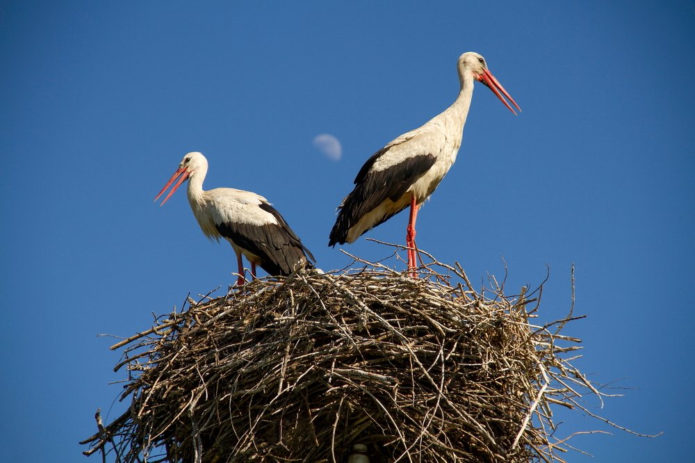Photograph by Светлана Мокрушина