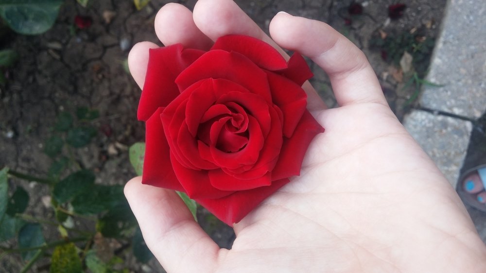 Photo #3692764