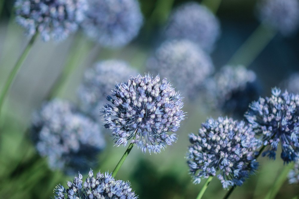 Photograph by Светлана Кавказская