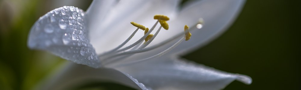 Фотография автора Владимир Пронин