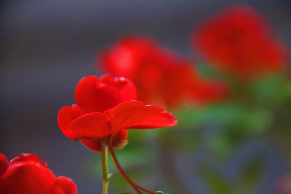 como sueño de color