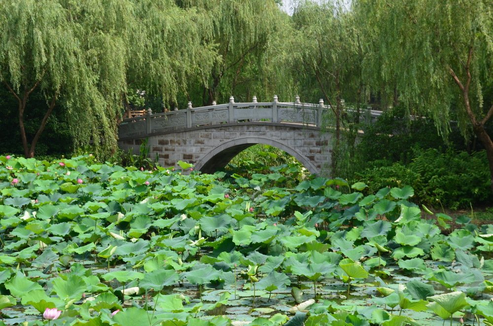 Photograph by Alfred Arnold