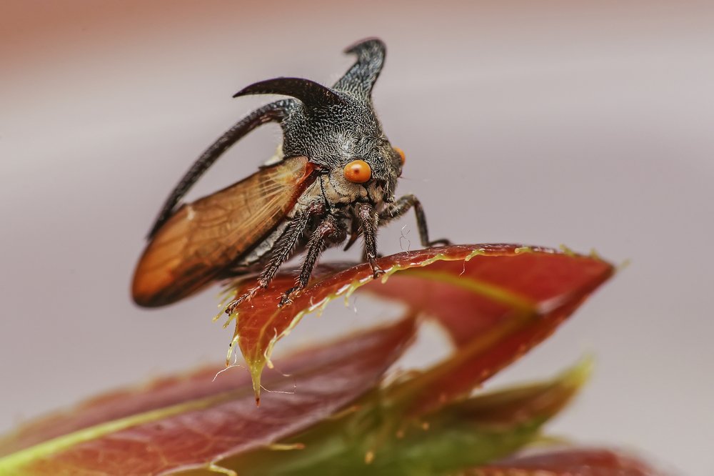 Treehopper