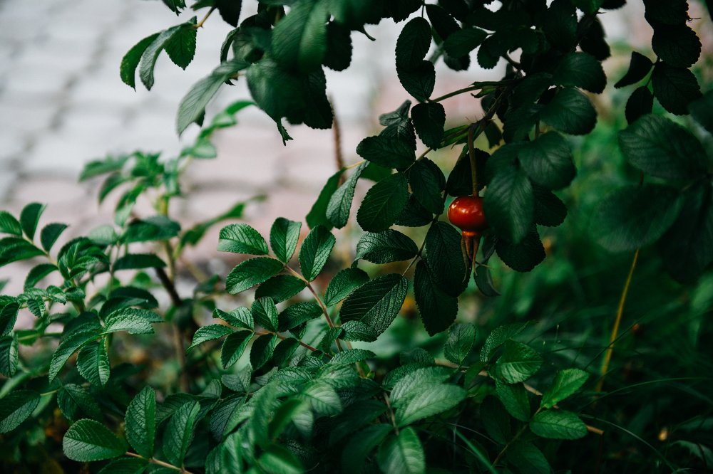 Photograph by Людмила Москвичёва