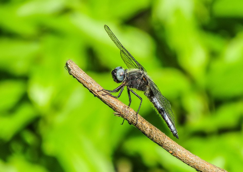 Photograph by Елена Белинская