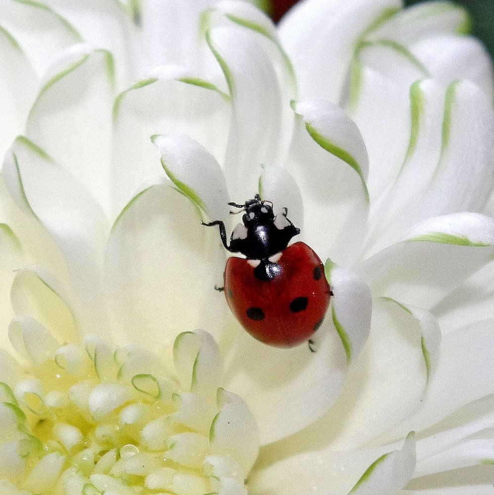 Хризантемовые заросли