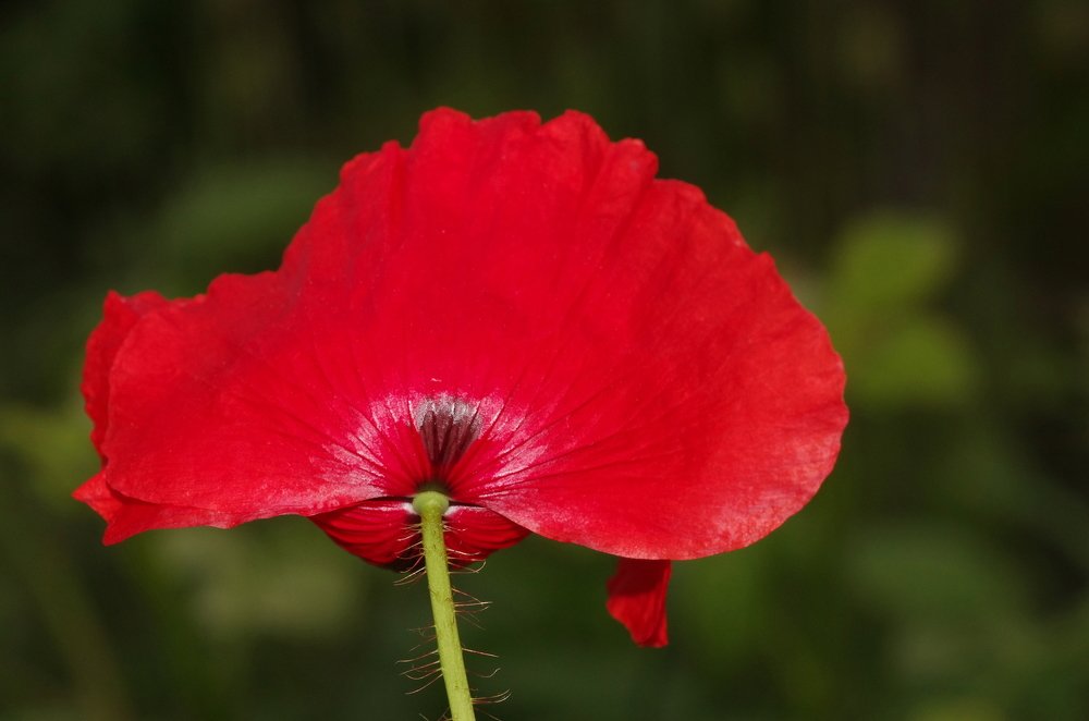 Photograph by Maurizio