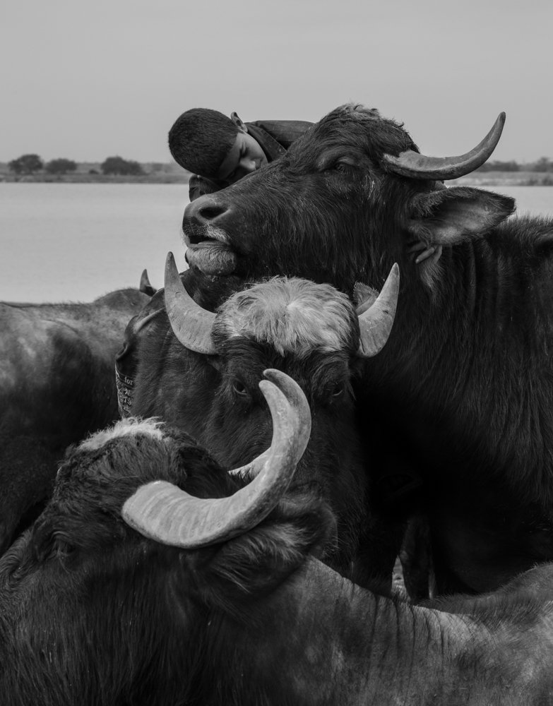 Photograph by Malihe Gharahcheloo