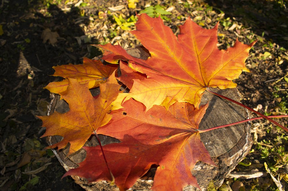 Photograph by Виктор Бурмистров