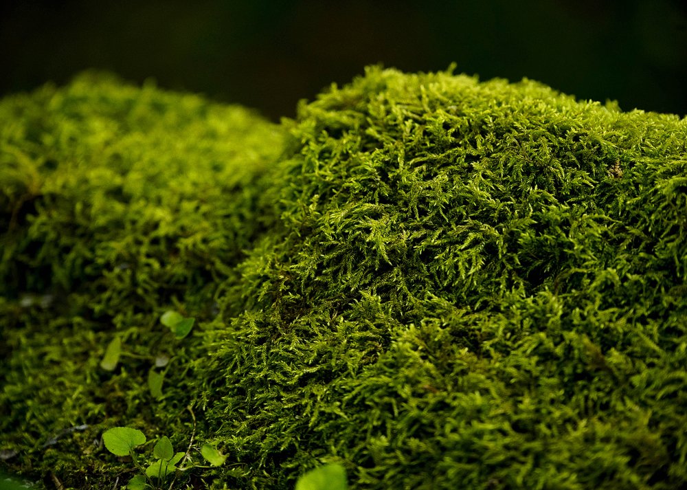 Фотография автора Ирина Войнова