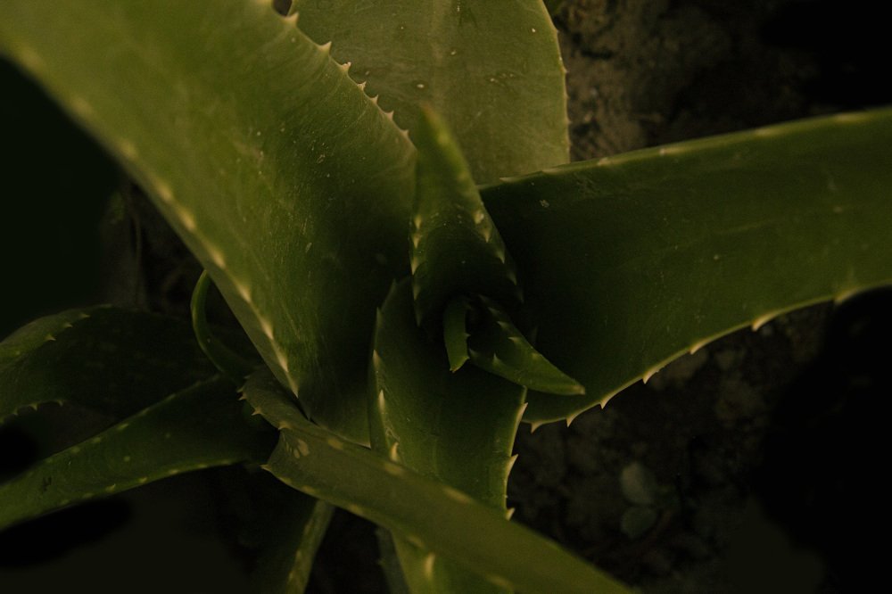 Photograph by Avishek Dangol