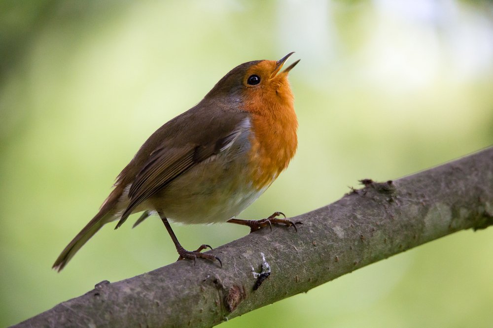 Photograph by Marcin Mirek