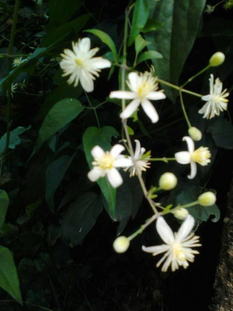 Фотография автора zivka ivanovic