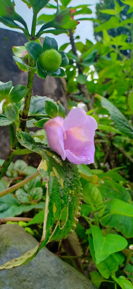 Photograph by Putu Wirya