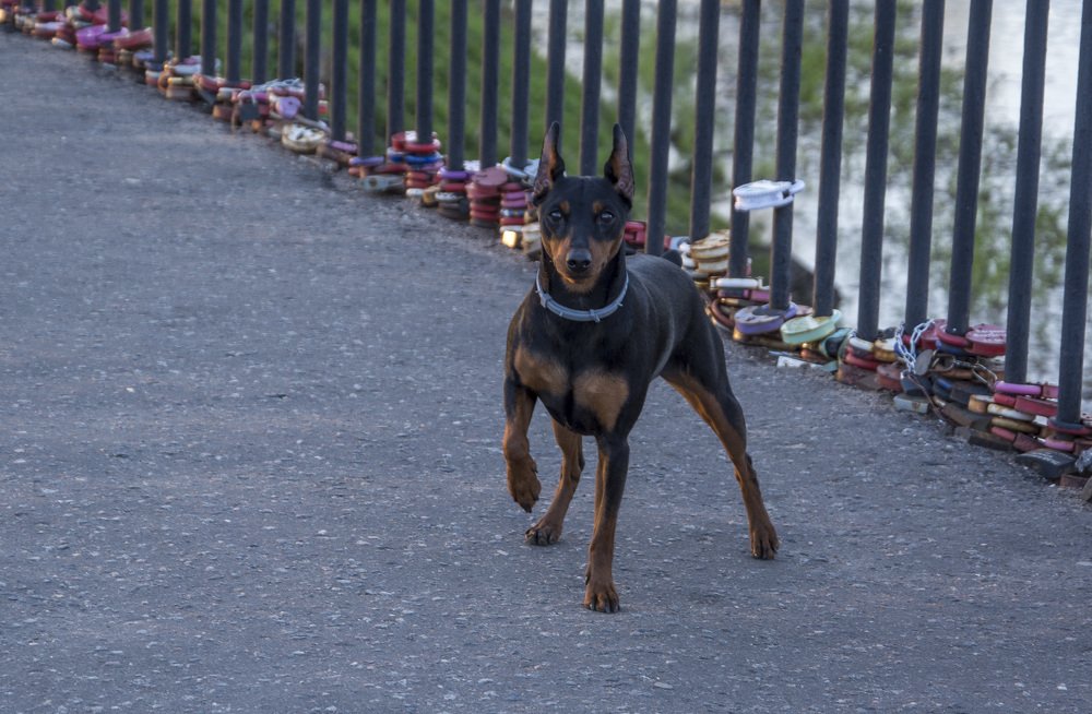 Фотография автора Геннадий Коробов
