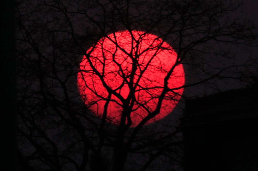 Red planet - suntree