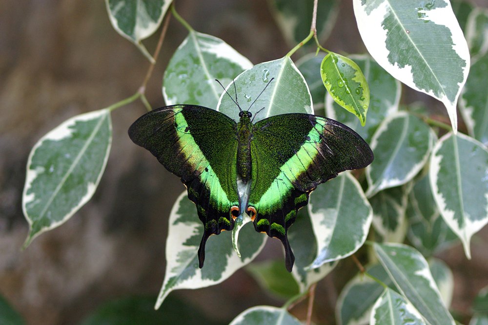 Зеленая бабочка