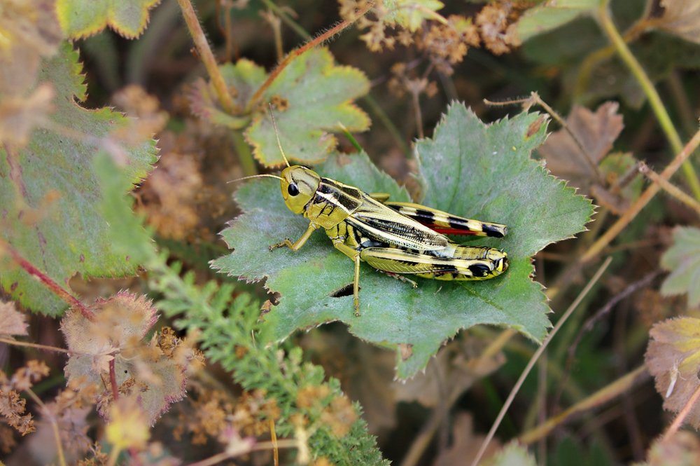 В траве сидел кузнечик