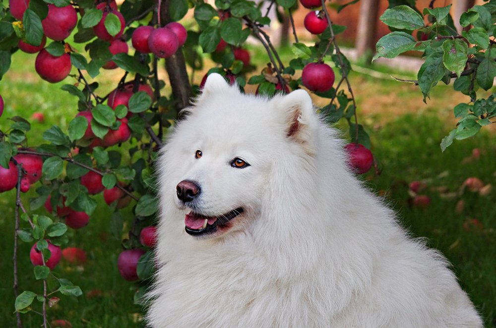 Самоедская собака