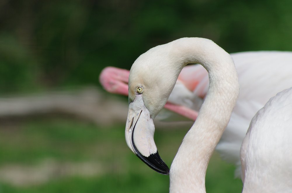 Фламинго