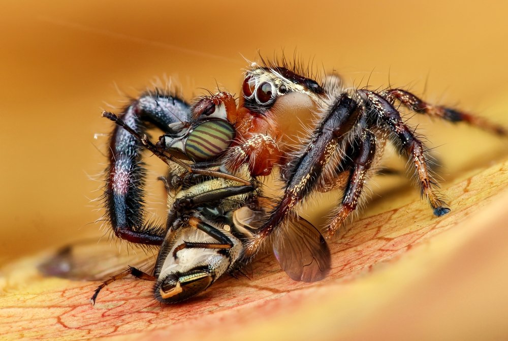 Thyne imperalis - Male