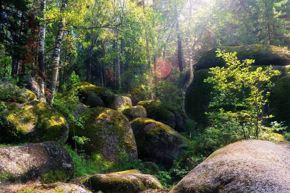 Сказочный лес