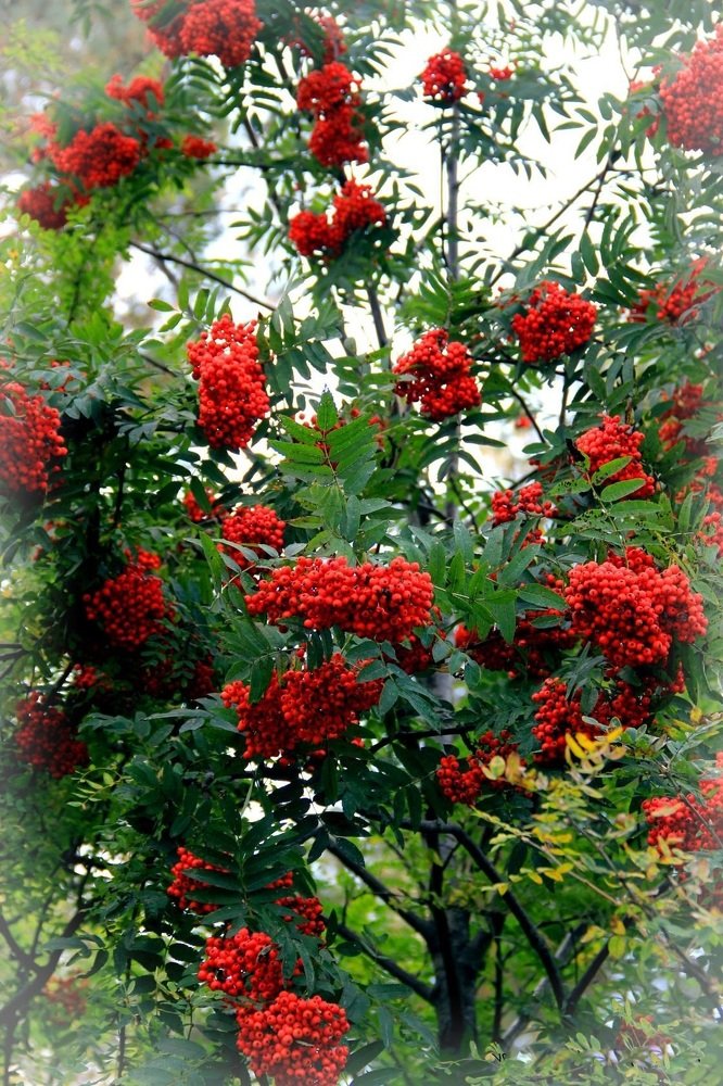 Photograph by Вячеслав Розмин