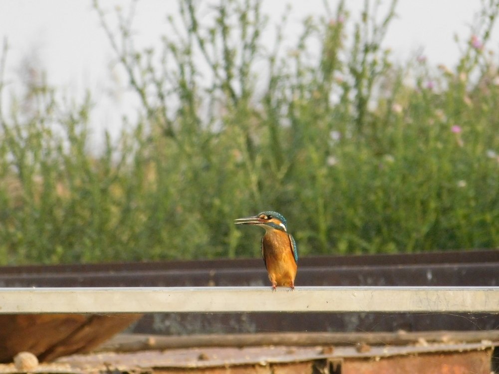 Photograph by Margit Nagy