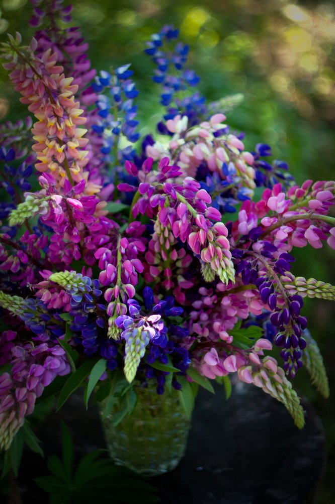 Яркие люпины.