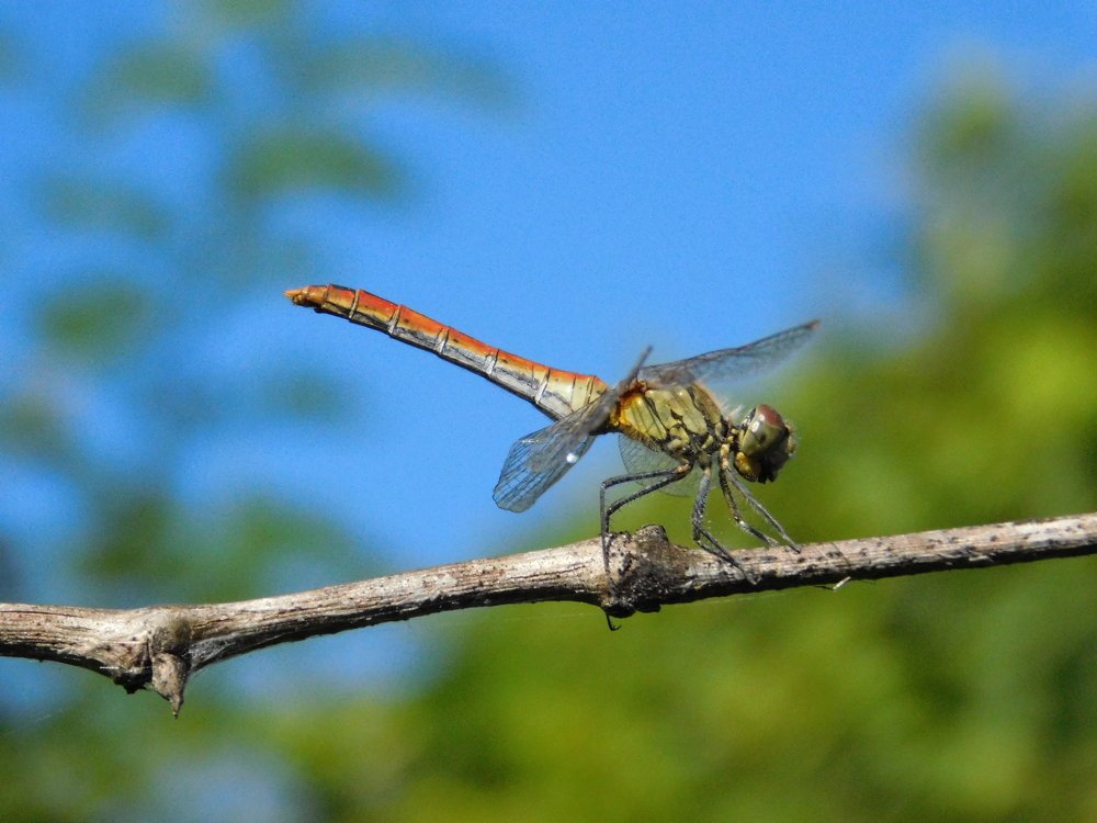 Photograph by Margit Nagy