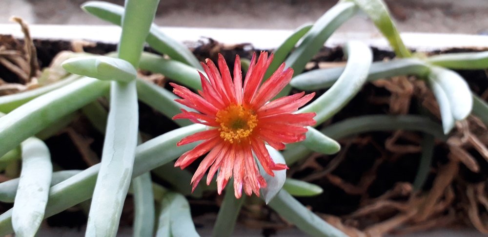 Photograph by Liudmila Usik