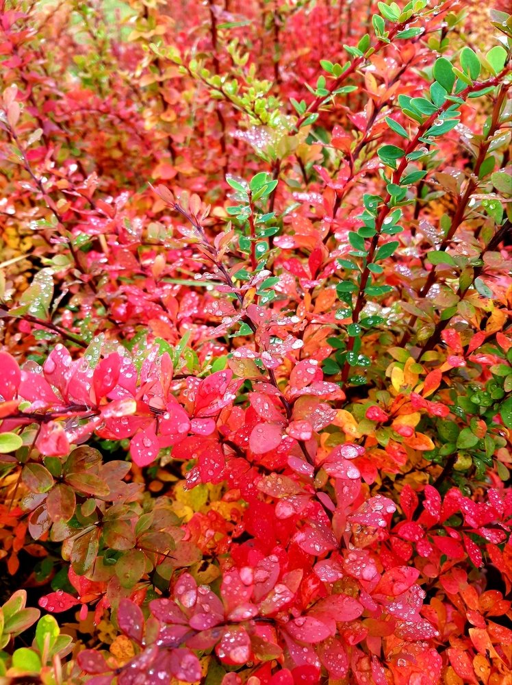 Фотография автора Светлана Дунаева