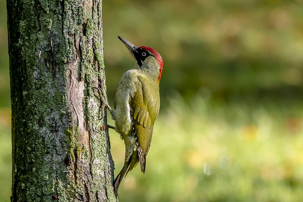 Green woodpecker
