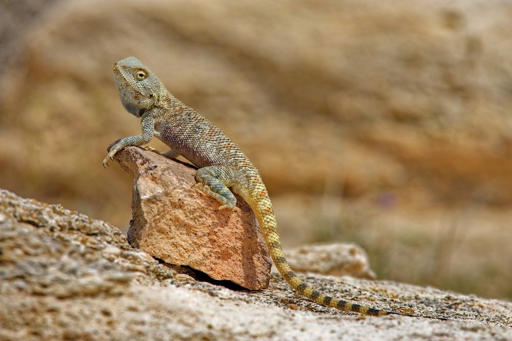 Фотография автора Олег Набровенков