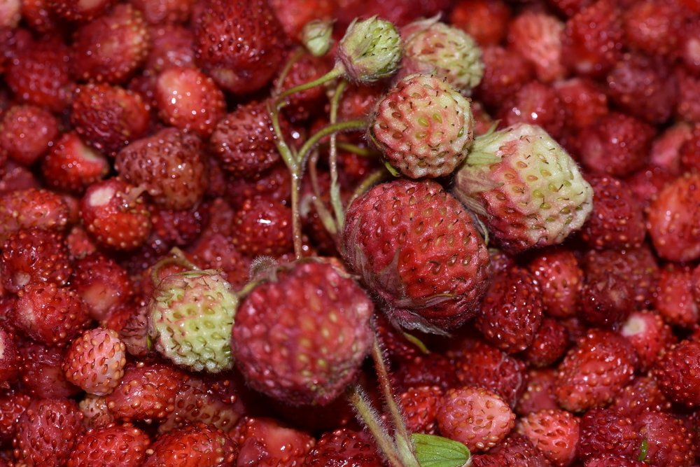 Веточка клубники