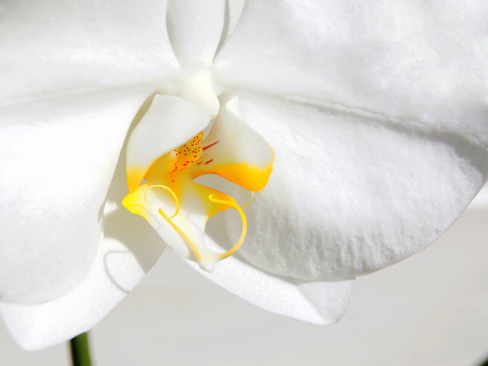 Photograph by Алька Вереск