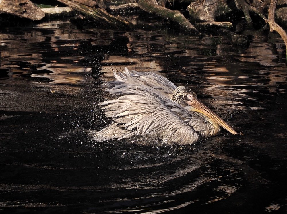 Купание пеликана