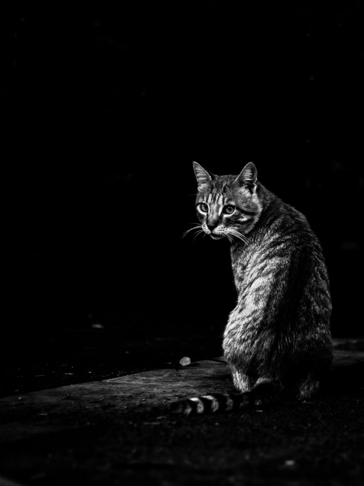 Photograph by Георгий Акопджанов