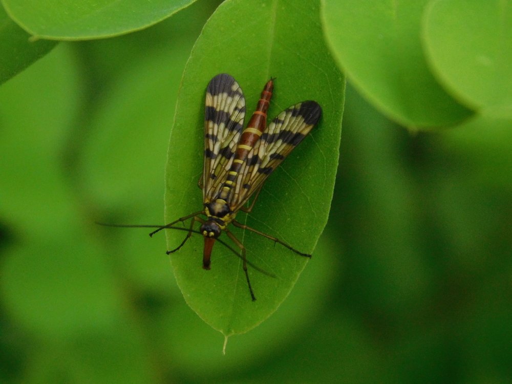 Photograph by Margit Nagy