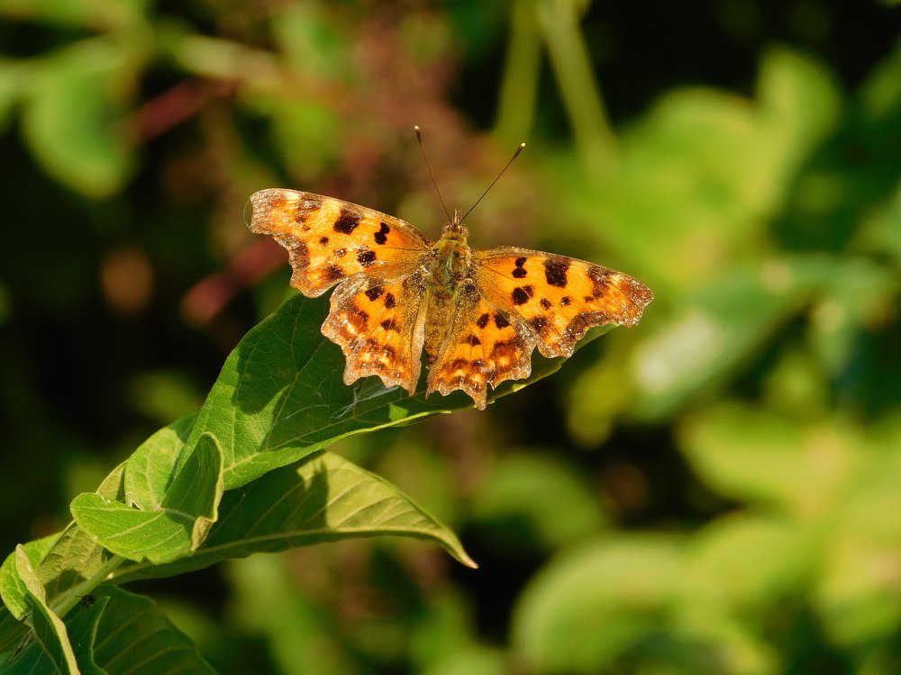 Photograph by Margit Nagy