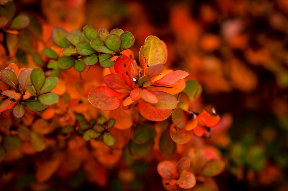 Photograph by Анастасия Донская