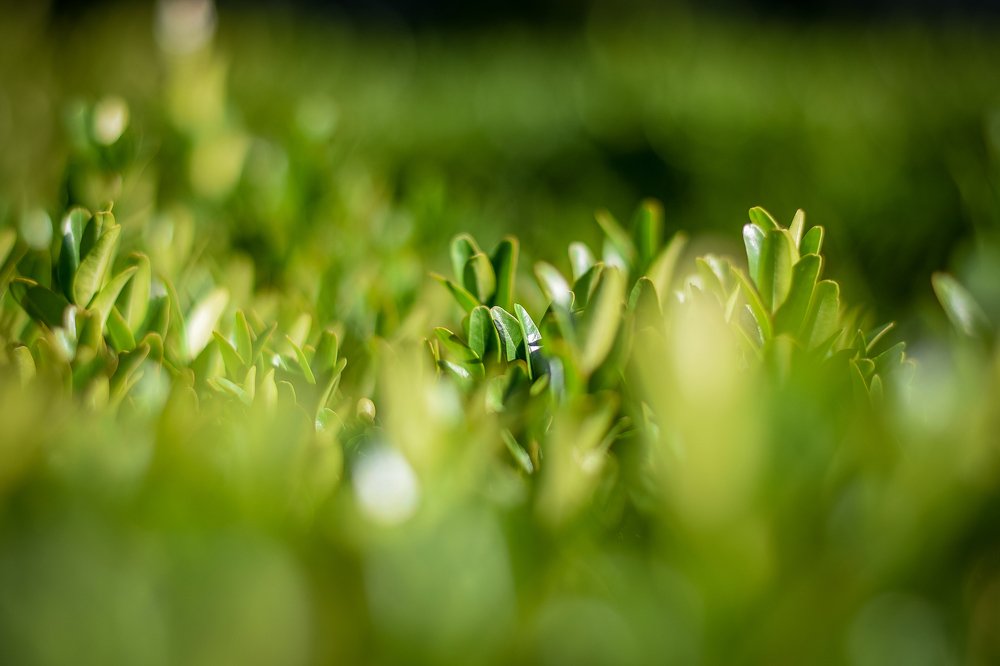 Photograph by Анастасия Донская