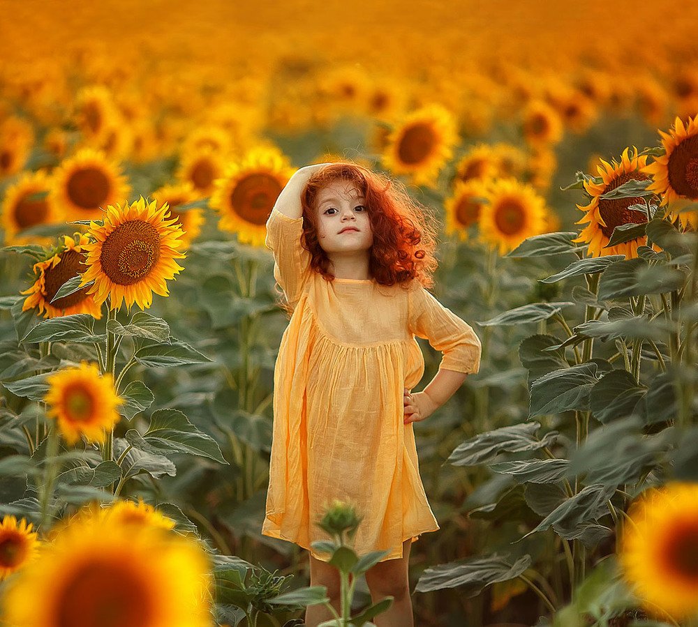 Подсолнухи