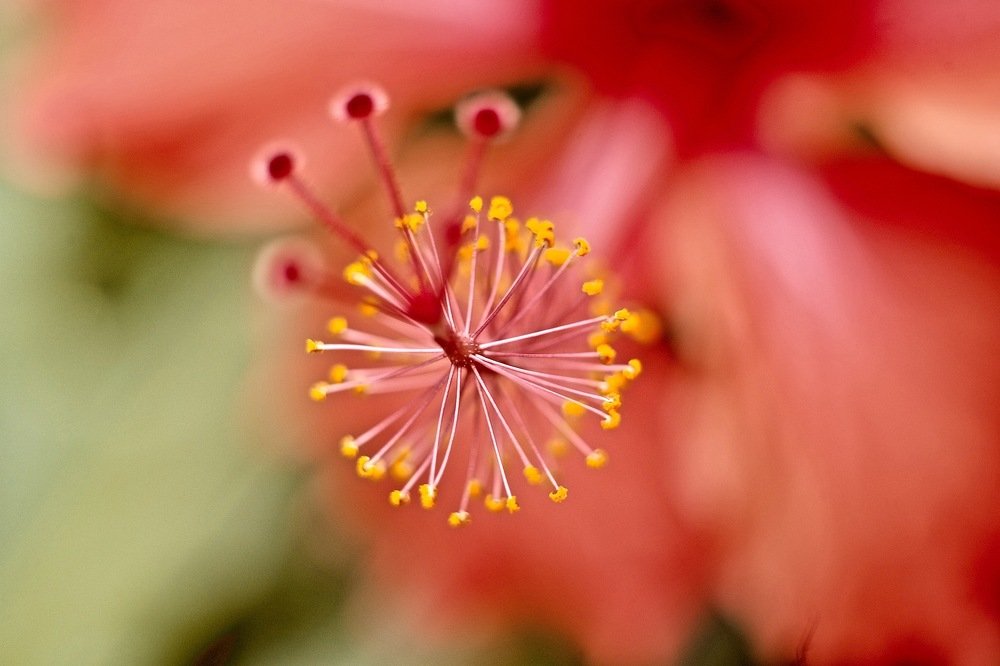 Photograph by Sharel Albor