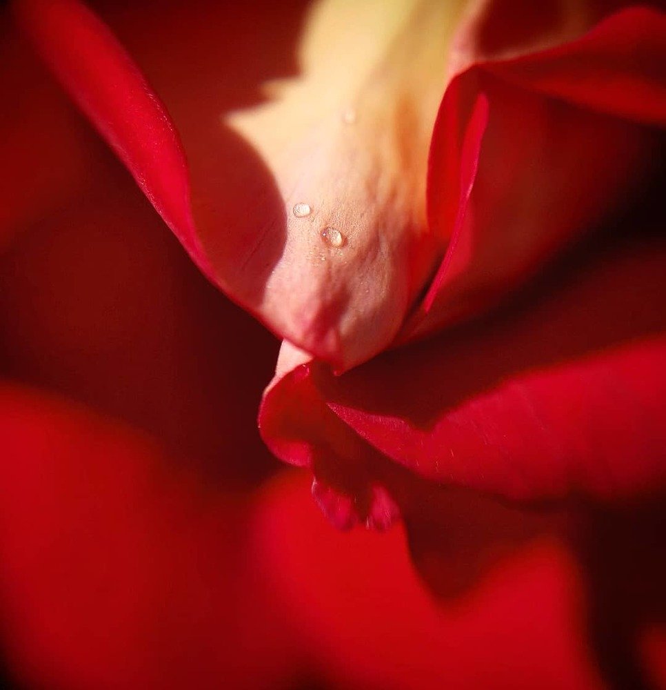 Photograph by Ольга Мажарук