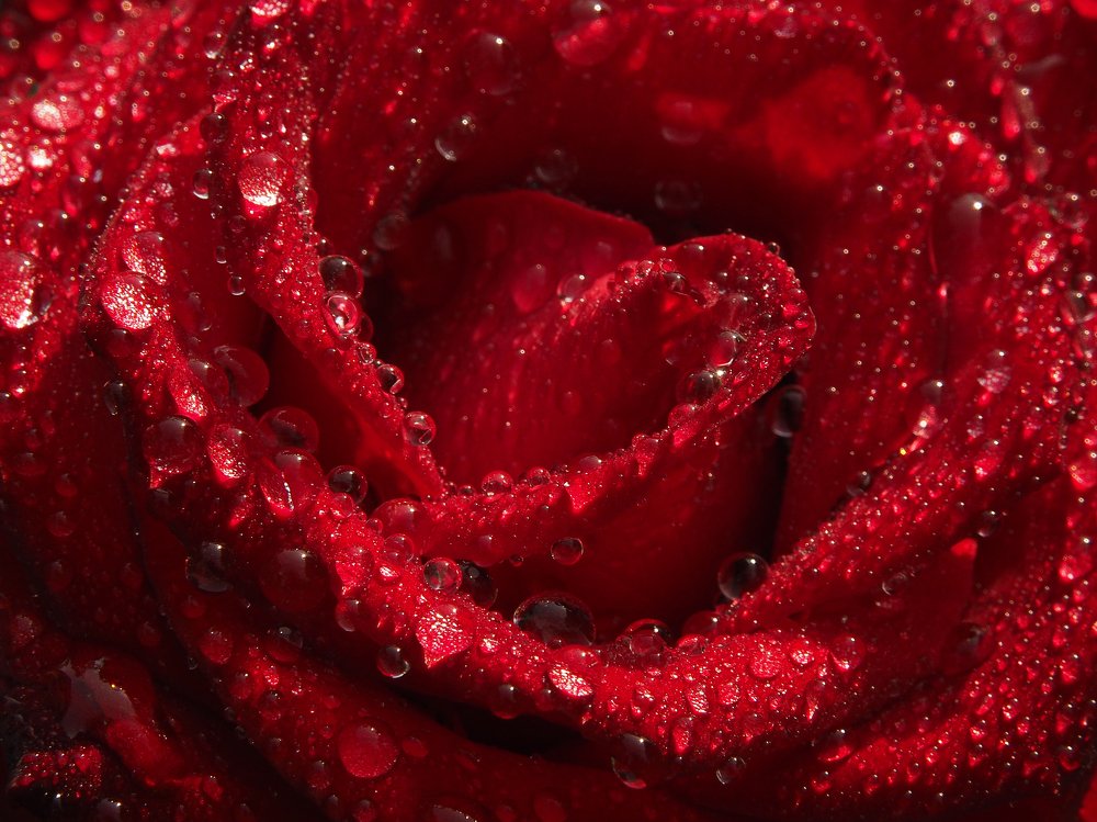 Красные капли