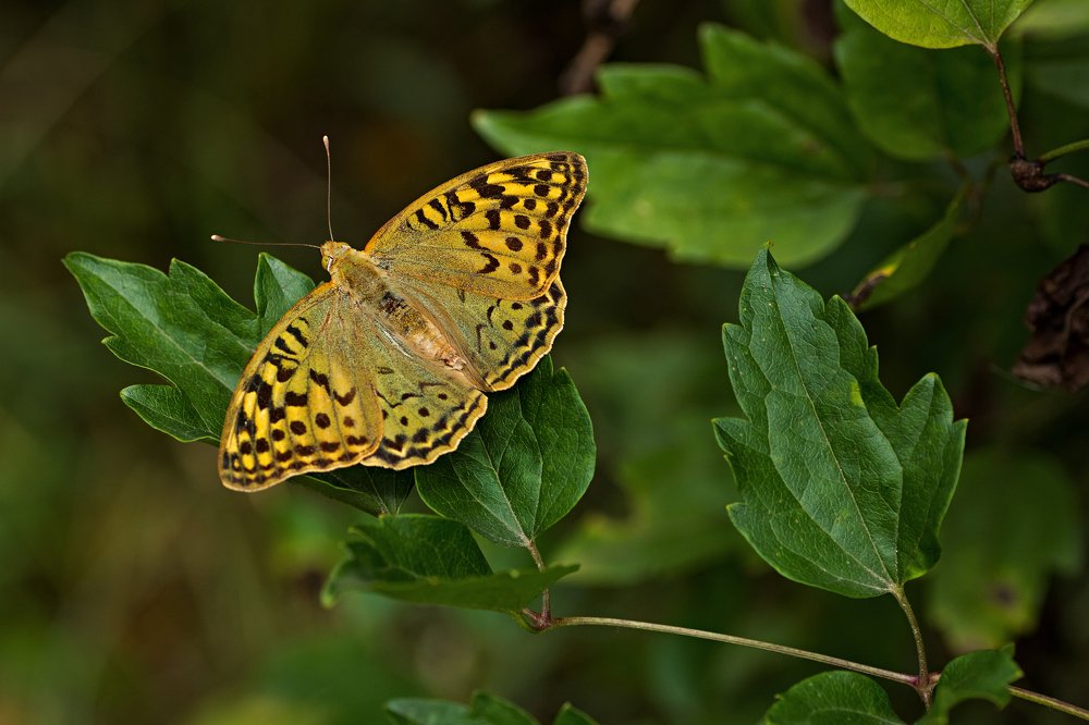 Photograph by Юрий Котов