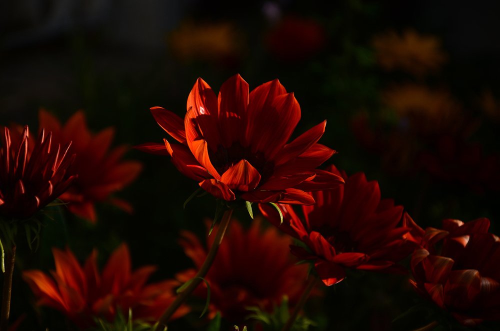 Photograph by Fernando Sileo